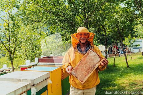 Image of Senior beekeeper checking how the honey production is progressing. Photo of a beekeeper with a comb of honey