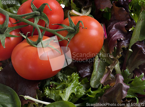 Image of tomatoes and lettuce