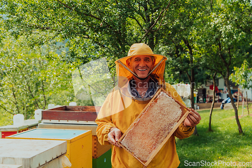 Image of Senior beekeeper checking how the honey production is progressing. Photo of a beekeeper with a comb of honey