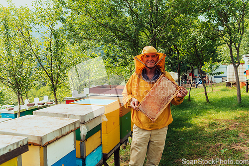 Image of Senior beekeeper checking how the honey production is progressing. Photo of a beekeeper with a comb of honey