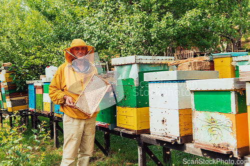 Image of Senior beekeeper checking how the honey production is progressing. Photo of a beekeeper with a comb of honey