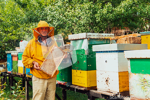 Image of Senior beekeeper checking how the honey production is progressing. Photo of a beekeeper with a comb of honey