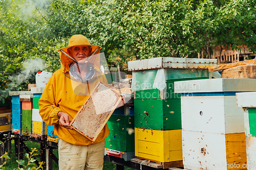 Image of Senior beekeeper checking how the honey production is progressing. Photo of a beekeeper with a comb of honey