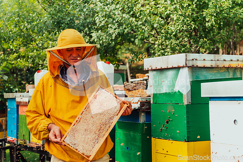 Image of Senior beekeeper checking how the honey production is progressing. Photo of a beekeeper with a comb of honey