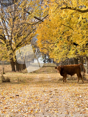 Image of autumn farm