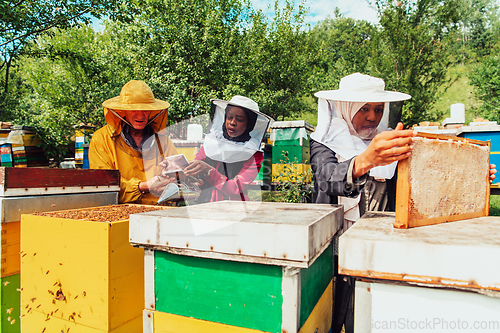 Image of Arab investors checking the quality of honey on a large bee farm in which they have invested their money. The concept of investing in small businesses