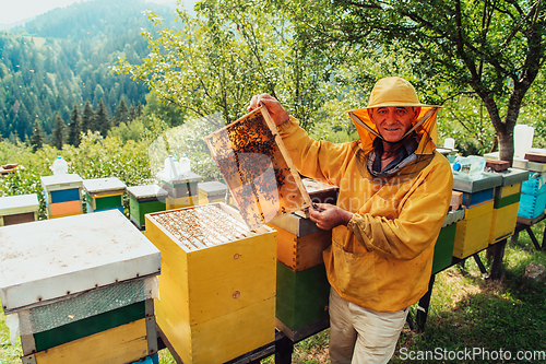 Image of Senior beekeeper checking how the honey production is progressing. Photo of a beekeeper with a comb of honey