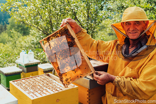 Image of Senior beekeeper checking how the honey production is progressing. Photo of a beekeeper with a comb of honey