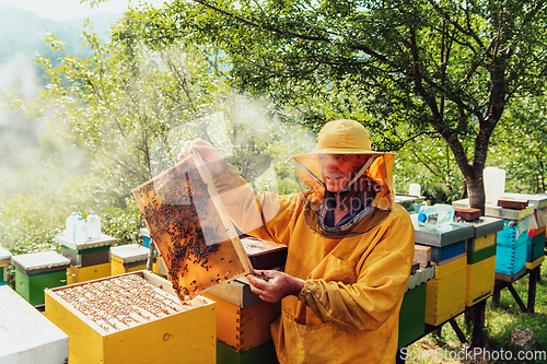 Image of Senior beekeeper checking how the honey production is progressing. Photo of a beekeeper with a comb of honey