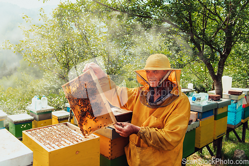 Image of Senior beekeeper checking how the honey production is progressing. Photo of a beekeeper with a comb of honey