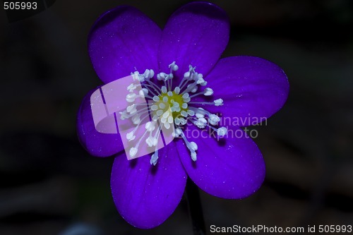 Image of blue anemone