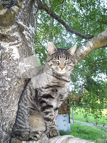 Image of Cat in the tree