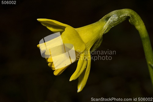 Image of daffodil