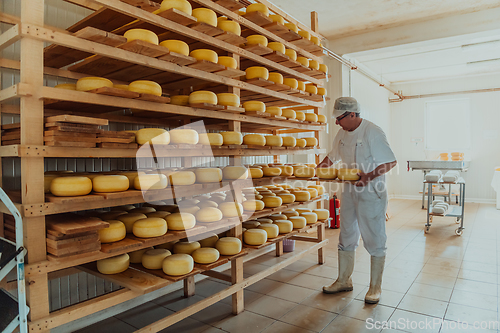 Image of A worker at a cheese factory sorting freshly processed cheese on drying shelves