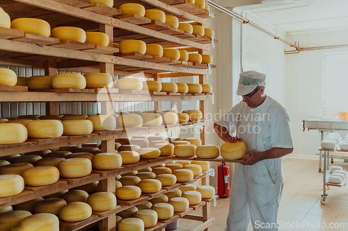 Image of A worker at a cheese factory sorting freshly processed cheese on drying shelves