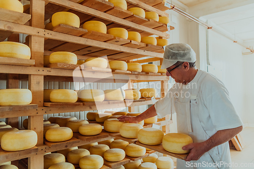 Image of A worker at a cheese factory sorting freshly processed cheese on drying shelves