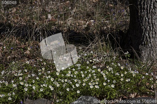 Image of wood anemones