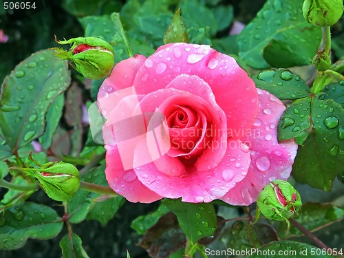 Image of Rose