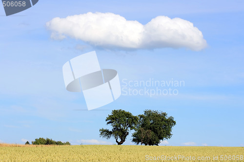 Image of Cornfield with Trees