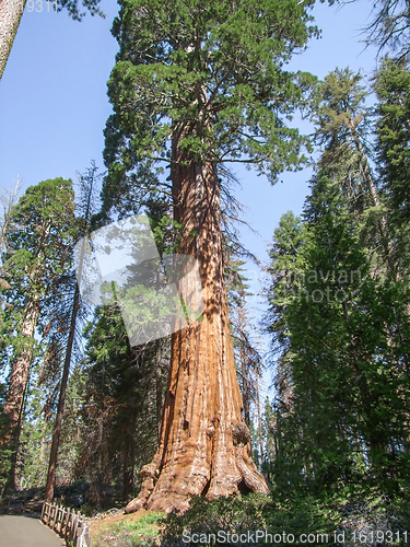 Image of Sequoia National Park