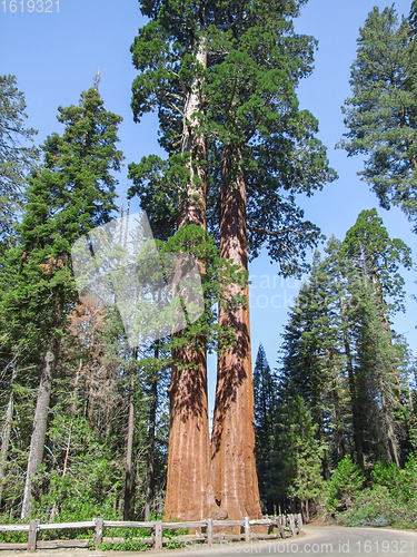 Image of Sequoia National Park