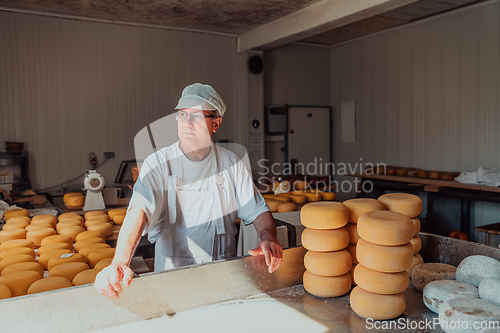 Image of The cheese maker sorting freshly processed pieces of cheese and preparing them for the further processing process