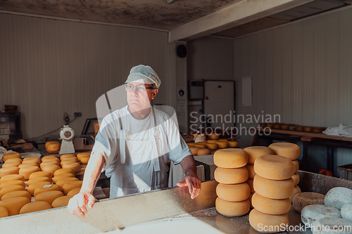 Image of The cheese maker sorting freshly processed pieces of cheese and preparing them for the further processing process