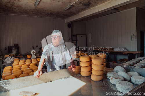 Image of The cheese maker sorting freshly processed pieces of cheese and preparing them for the further processing process