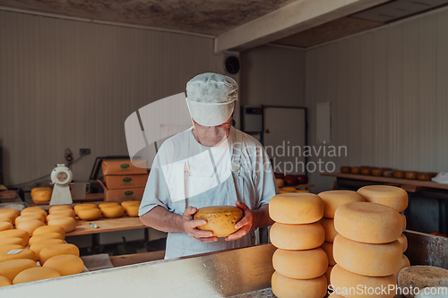 Image of The cheese maker sorting freshly processed pieces of cheese and preparing them for the further processing process