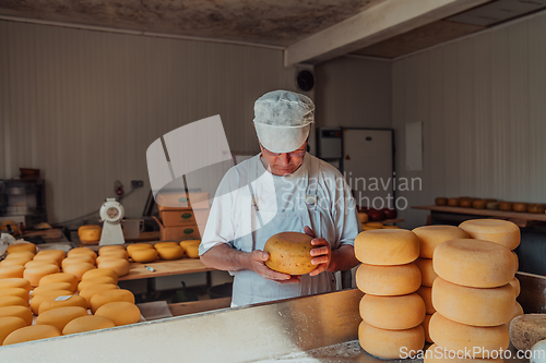Image of The cheese maker sorting freshly processed pieces of cheese and preparing them for the further processing process