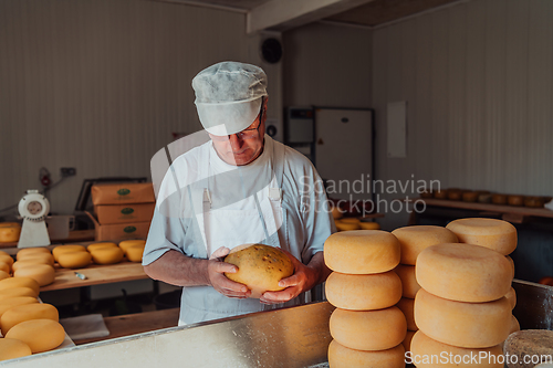 Image of The cheese maker sorting freshly processed pieces of cheese and preparing them for the further processing process