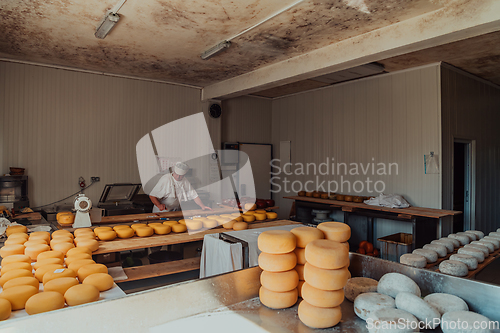 Image of The cheese maker sorting freshly processed pieces of cheese and preparing them for the further processing process