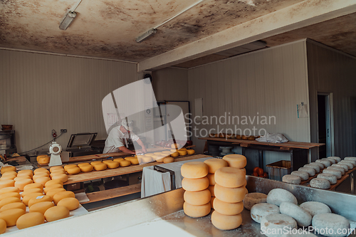 Image of The cheese maker sorting freshly processed pieces of cheese and preparing them for the further processing process