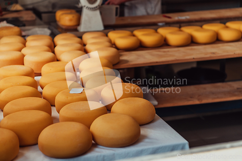 Image of A large storehouse of manufactured cheese standing on the shelves ready to be transported to markets