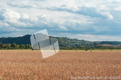 Image of wheat field on sunset