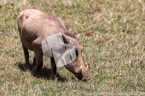 Image of Warthog in Bale Mountain, Ethiopia