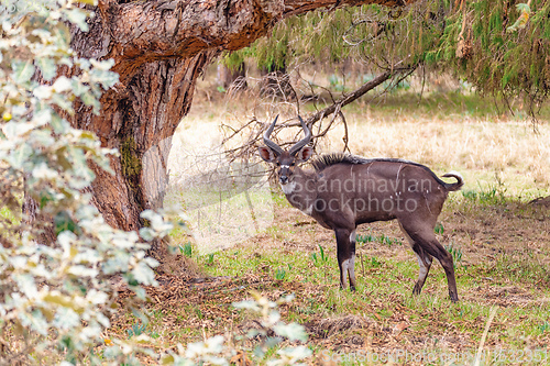 Image of Mountain Nyala in ale mountains Ethiopia