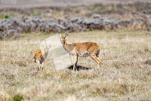 Image of antelope Bohor reedbuck, Bale mountain, Ethiopia