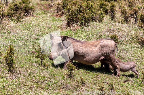 Image of Warthog family with baby piglets, Ethiopia