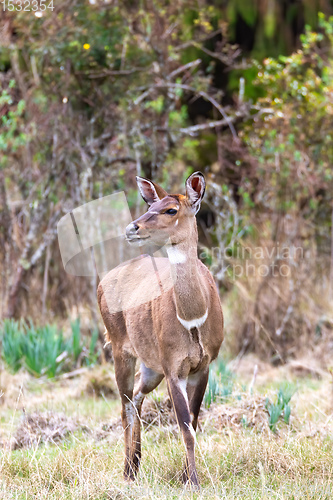 Image of endemic Mountain Nyala in ale mountains Ethiopia