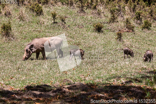 Image of Warthog family with baby piglets, Ethiopia