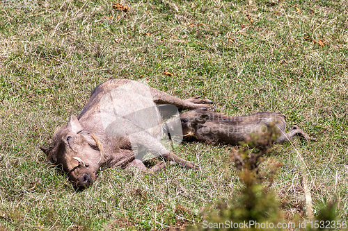 Image of Warthog family with baby piglets, Ethiopia