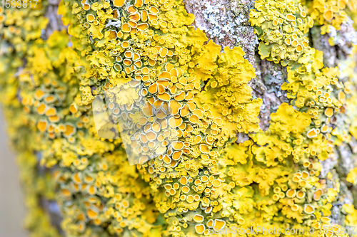 Image of Yellow parasitic fungus on twig in winter