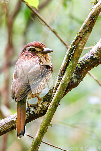 Image of Short-legged Ground-Roller, Masoala, Madagascar