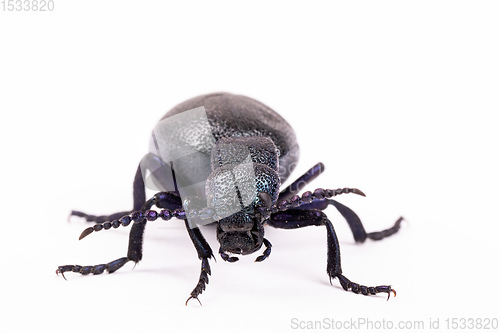 Image of poisonous violet oil beetle isolated on white