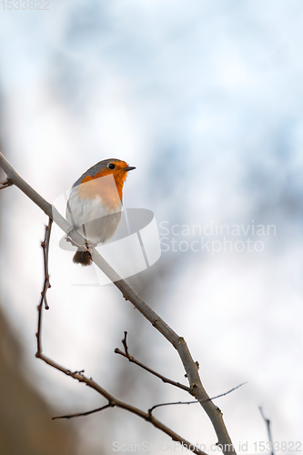 Image of bird European Robin Red Breast