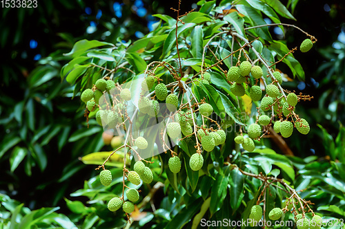 Image of Unripe exotic fruit Lychee on tree