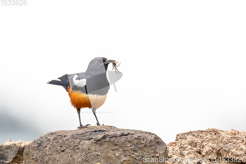 Image of Mocking Cliff Chat in Ethiopia, Africa wildlife