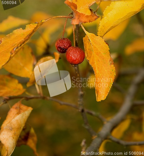 Image of Crabapples In Autumn