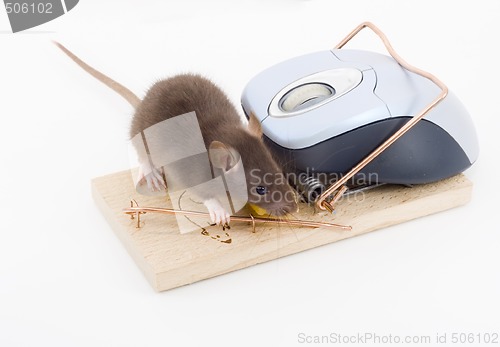 Image of Clever Mouse